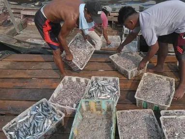 Aktivitas tangkapan ikan konsumsi untuk harian di dermaga Kalibaru, Jakarta, Jumat (31/5/2024). (merdeka.com/Imam Buhori)