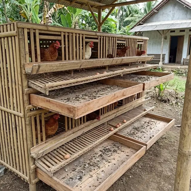 Desain Kandang Ayam Kolong dengan Tray Tarik