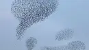 Ribuan burung jalak membentuk formasi ketika melakukan migrasi di langit atas lahan pertanian dekat kota Beit Shean di Israel, Kamis (21/12). Biasanya, mereka memang terbang bersama membentuk suatu formasi tertentu. (AFP PHOTO/MENAHEM KAHANA)
