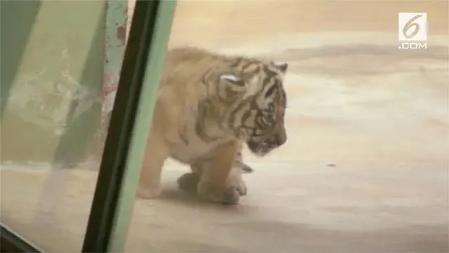 Dua anak harimau Malaya berhasil lahir di sebuah kebun binatang di Praha.