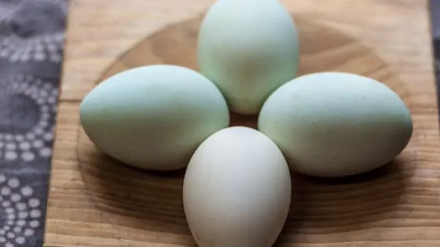 Foto: copyright shutterstock.com