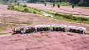 Foto dari udara yang diabadikan pada 2 September 2020 menunjukkan para wisatawan yang menaiki kereta tamasya menikmati pemandangan padang rumput berwarna pink (Muhlenbergia capillaris) di objek wisata Shenquangu di Wilayah Changshun, Provinsi Guizhou, China barat daya. (Xinhua/Tao Liang)