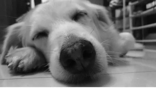 [Bintang] Ling Ling, Anjing Young Lex