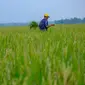 PT Wilmar Padi Indonesia (WPI) terus berkomitmen menjalin kemitraan dengan petani padi melalui Farmer Engagement Program (FEP). Hingga Februari 2024, luas lahan kemitraan dengan petani mencapai 20 ribu hektare (ha), tersebar di 19 kabupaten di Jawa Timur, Banten, Lampung, Sumatera Utara dan Sumatera Selatan.