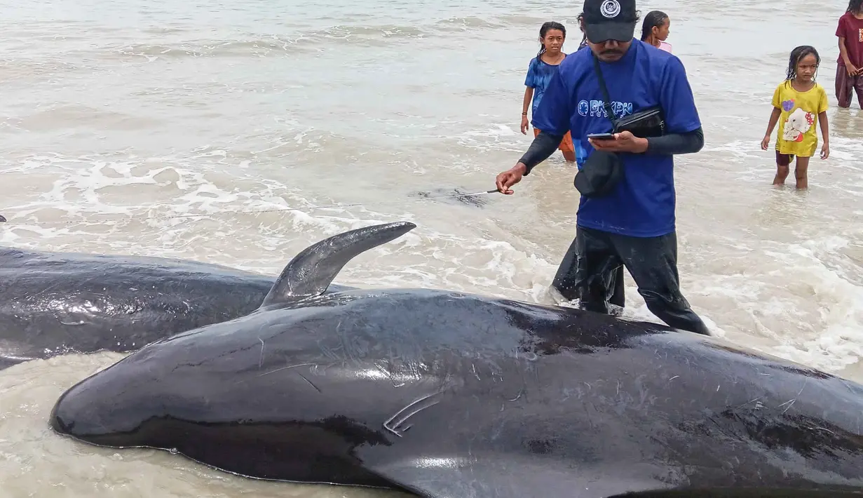 Dari jumlah tersebut, 21 individu di antaranya mati, meski petugas bersama warga sempat melakukan upaya penyelamatan dengan mendorong paus kembali ke laut dalam. Tampak dalam foto yang diambil pada 10 Maret 2026 menunjukkan seorang petugas dari Balai Kawasan Konservasi Perairan Nasional (BKKPN) Indonesia memeriksa kondisi paus pilot yang terdampar, baik yang hidup maupun yang mati, di Pantai Mbadokai, Deranitan, Nusa Tenggara Timur. (Foto: AFP)