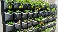 8 Ide Desain Kebun Buah Mini untuk Rumah Subsidi Type 27, Panen Segar di Lahan Terbatas