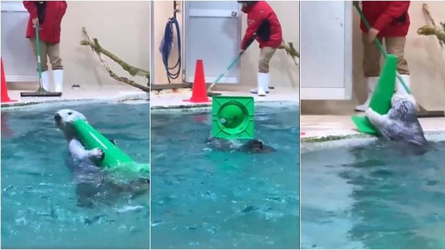 Aksi Gemas Anjing Laut Bantu Petugas Bersihkan Kolam, Curi Perhatian Warganet