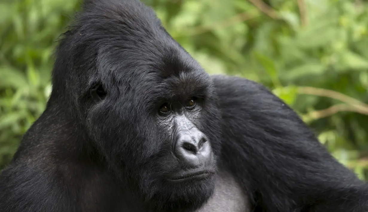 Gorila yang bernama Bugingo tertangkap kamera saat bersantai di Mgahinga Gorilla National Park, Uganda, Jumat (20/11/2015). Gorila yang ada di taman nasional ini merupakan gorila dari kelompok Nyakagezi. (REUTERS/Edward Echwalu)