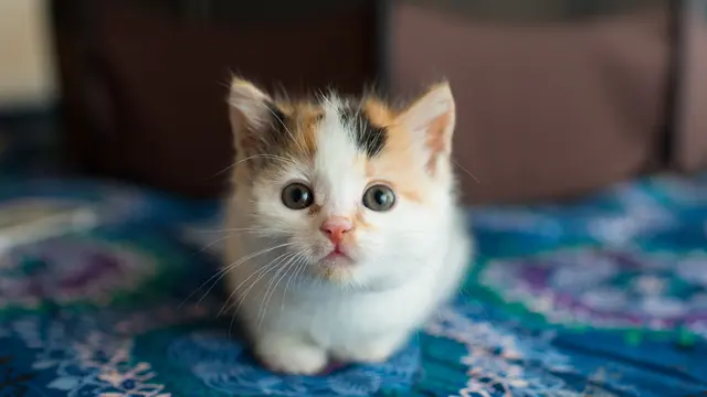 Butuh Nutrisi Lebih Banyak, Ini Tips Tepat Berikan Dry Food Buat Anak Kucing