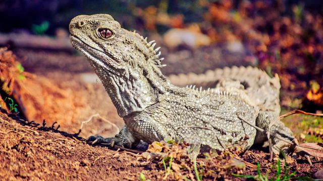 Tuatara