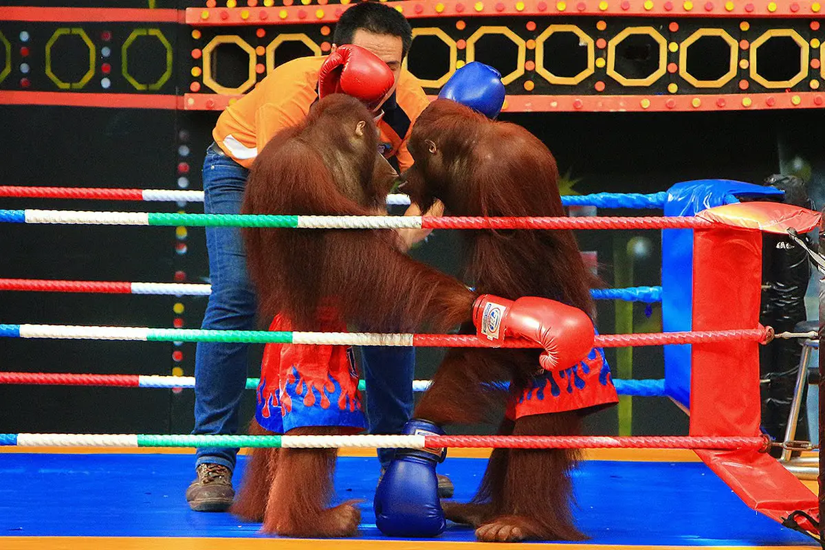 Saat Pony Dijadikan Pelacur, Orangutan Jantan Dipaksa Bertinju