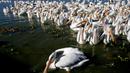 Kawanan pelikan putih, salah satu burung terbesar dari Kanada dan Amerika Serikat, terlihat di pantai laguna Chapala di Cojumatlan, Meksiko pada 28 Januari 2020. Pelikan putih melakukan perjalanan ribuan kilometer bermigrasi dari suhu rendah Amerika Utara. (Photo by ULISES RUIZ / AFP)