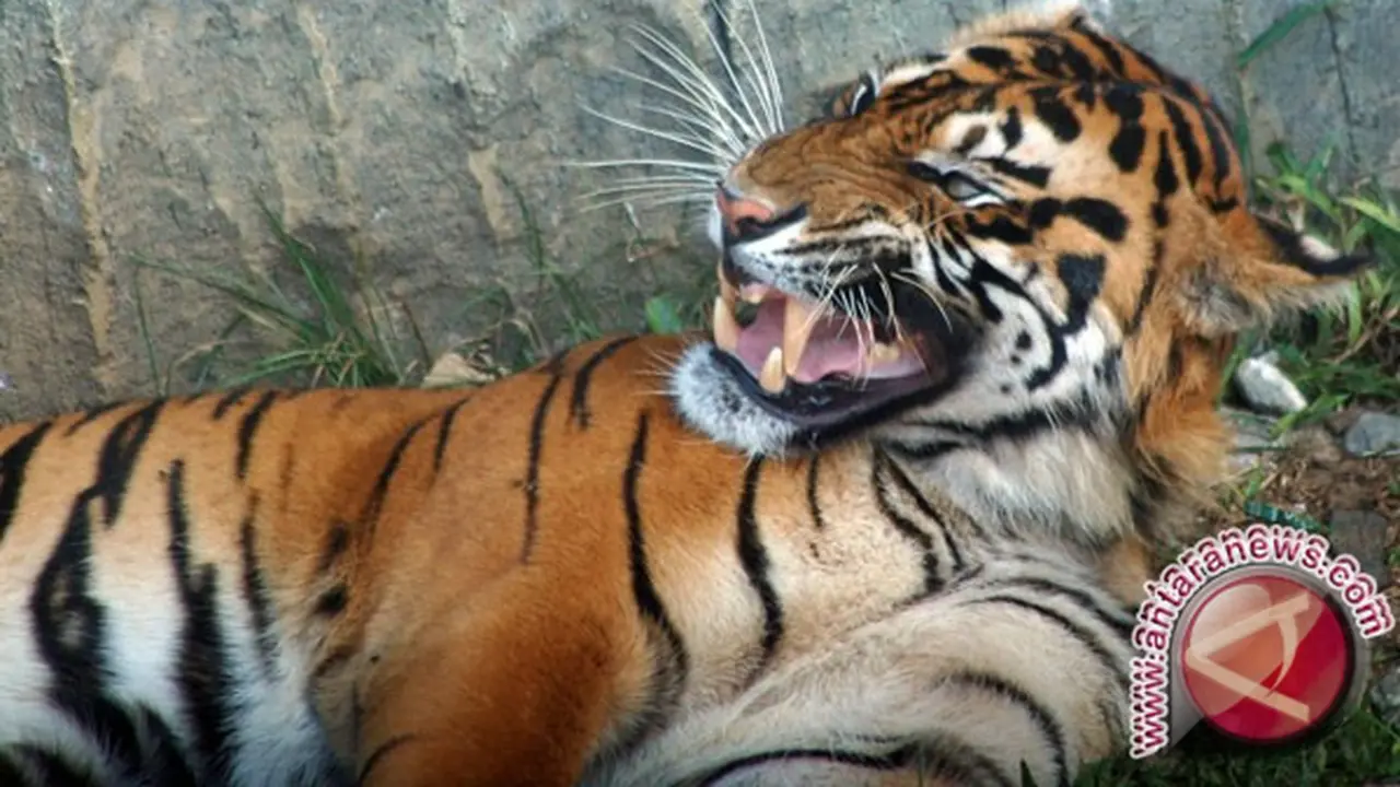 Harimau Pemangsa Petani Bengkulu Dipindah Ke Gunung Leuser