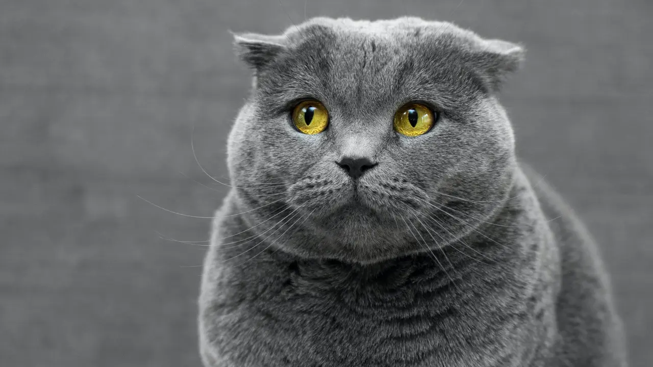 Kucing - Vania