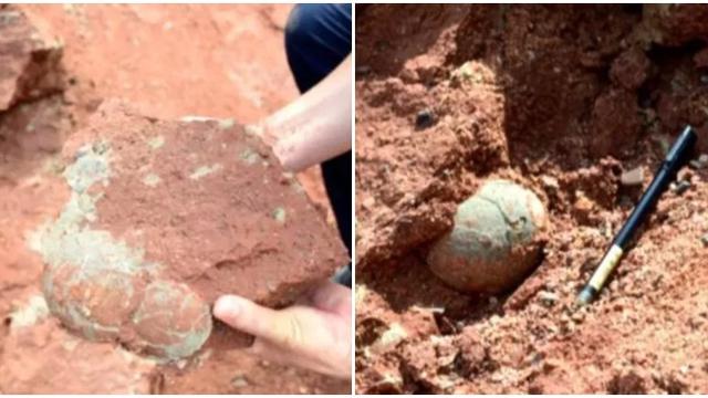 Tak Terduga, Bocah Ini Temukan 11 Telur Dinosaurus Ketika Bermain di Tepi Sungai