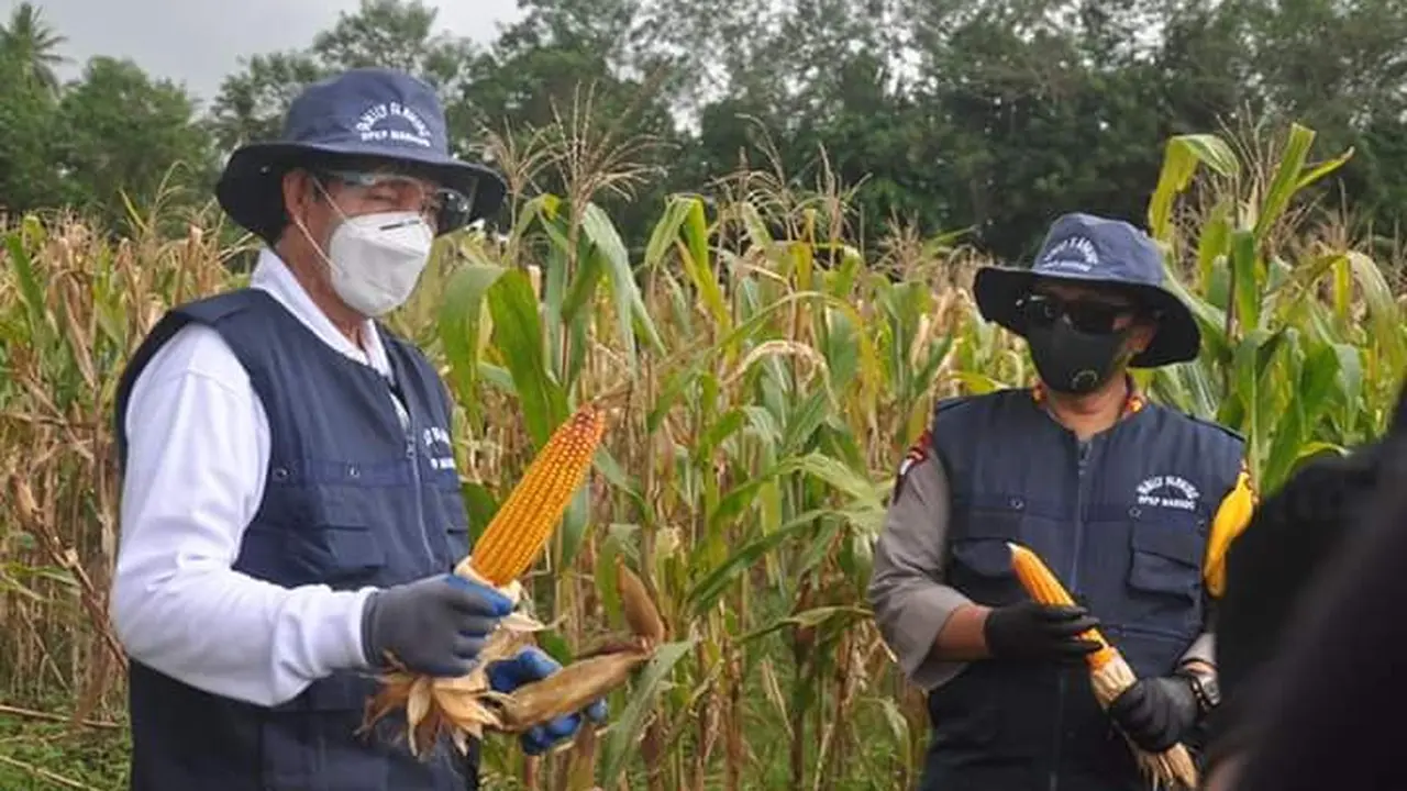 Panen jagung di salah satu area di Kota Manado, Sulut.