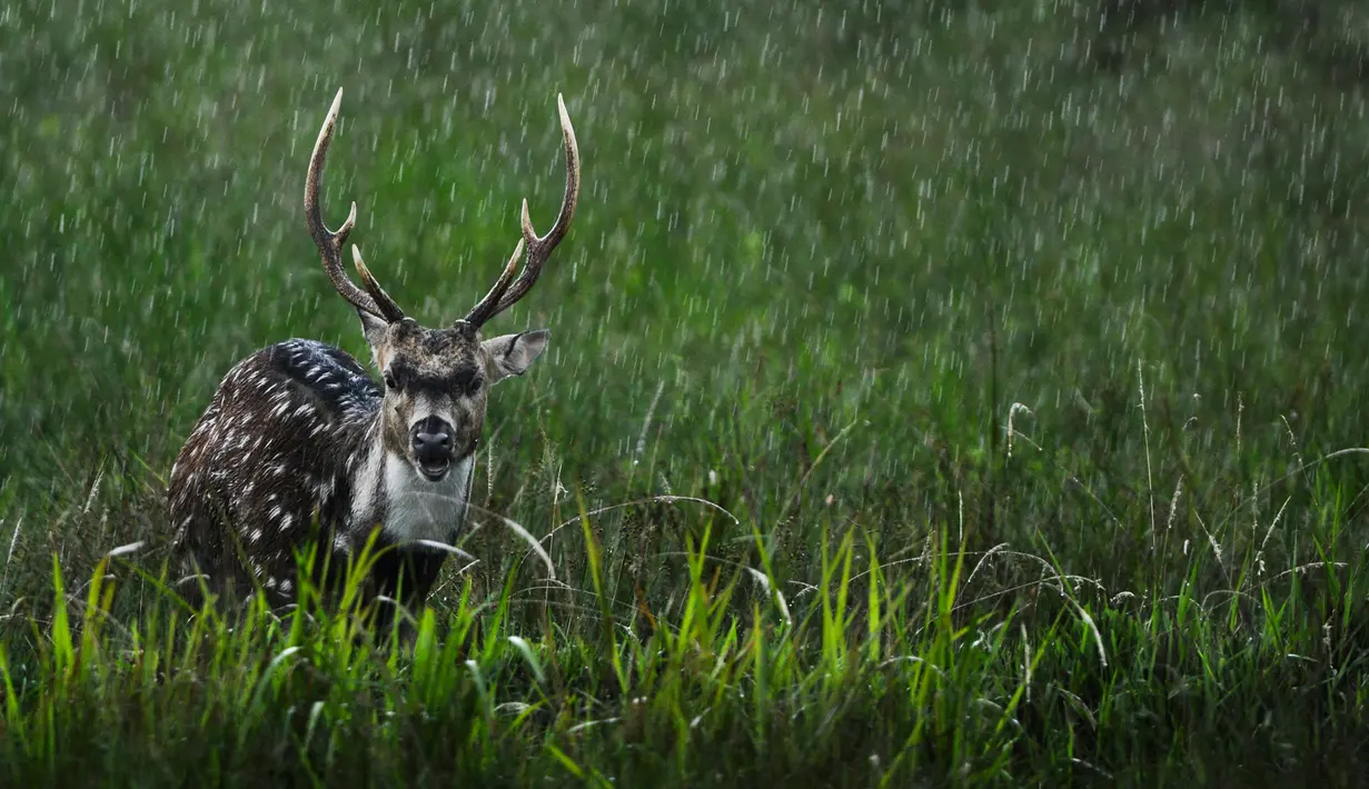 Seekor rusa jantan terlihat saat hujan lebat di Taman Safari Gurun Putih Lestari di Jantho, Aceh Besar, Aceh pada 27 Oktober 2019. Di taman safari pertama yang ada di Aceh ini terdapat ratusan spesies burung dan mamalia dari berbagai daerah di Indonesia maupun mancanegara. (CHAIDEER MAHYUDDIN / AFP)