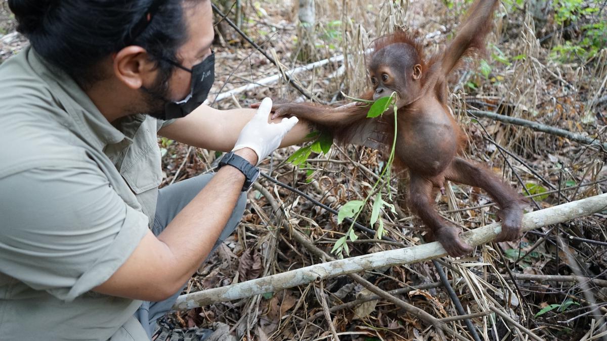 Kisah Jack, Bayi Orang Utan dengan Kaki Bernanah Tertusuk Duri Sawit