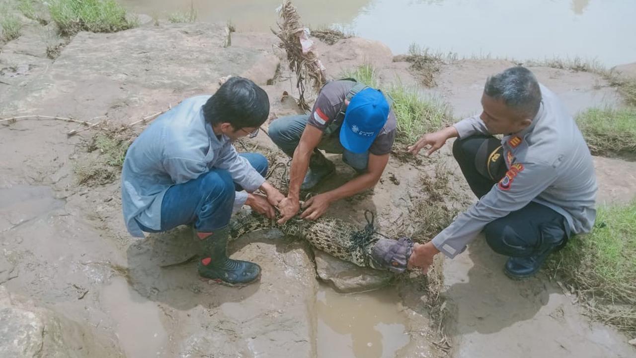 Keeper SFF Bunder dibantu petugas dari Polsek Playen menangkap buaya