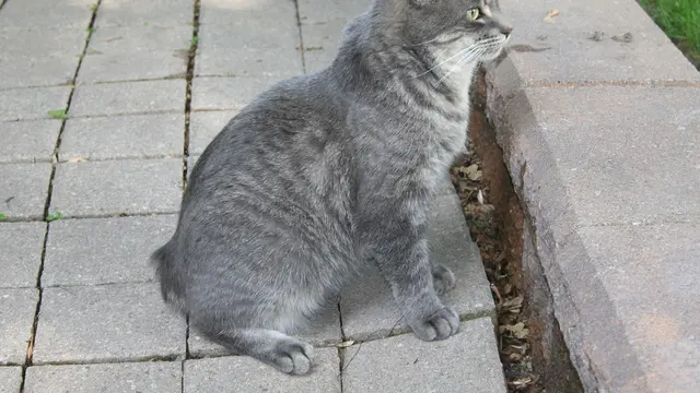 Manx cat
