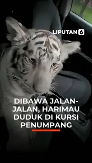 Dibawa Jalan-Jalan, Harimau Duduk di Kursi Penumpang