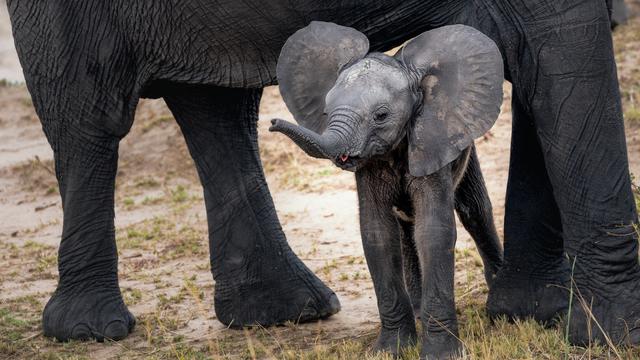 Ilustrasi anak gajah