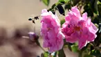 Lebih terlihat di dekat Damask atau Mawar Damask (Damascene Rose) yang populer saat musim panen di Kota al-Marah, sebelah utara ibu kota Damaskus, Suriah, (27/5/2020). (Xinhua/Ammar Safarjalani)