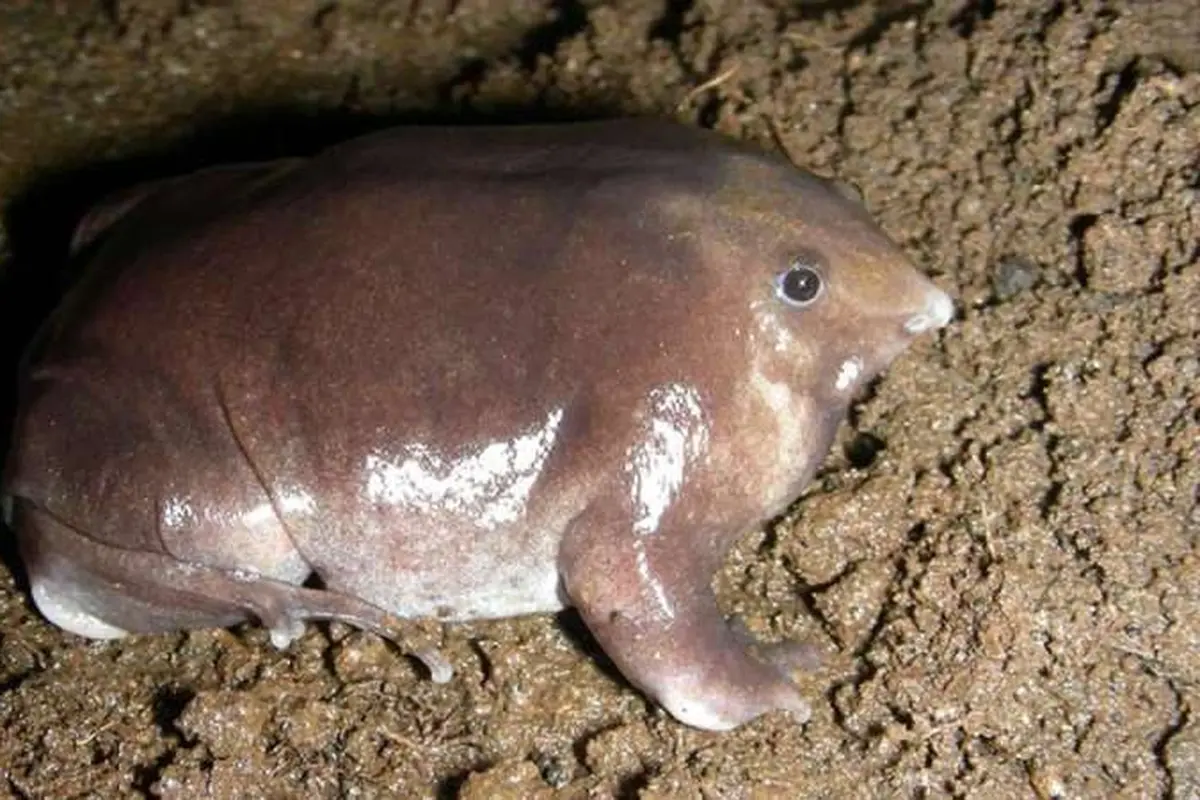 Katak