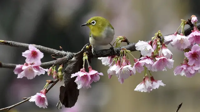 Cara Merawat Burung Pleci yang Baik