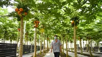 Pekerja mengecek pohon pepaya di rumah kaca buah-buahan tropis di Wanchang, Wilayah Yongji, Provinsi Jilin, China (12/8/2020). Guna mewujudkan optimisasi struktur pertanian, Wilayah Yongji telah mendorong petani lokal untuk menanam buah-buahan tropis seperti pepaya dan pisang. (Xinhua/Xu Chang)
