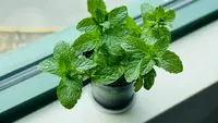 11 Tanaman Sayur yang Aromanya Tidak Disukai Ular, Ampuh Usir dari Rumah