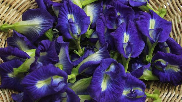 Ilustrasi bunga telang