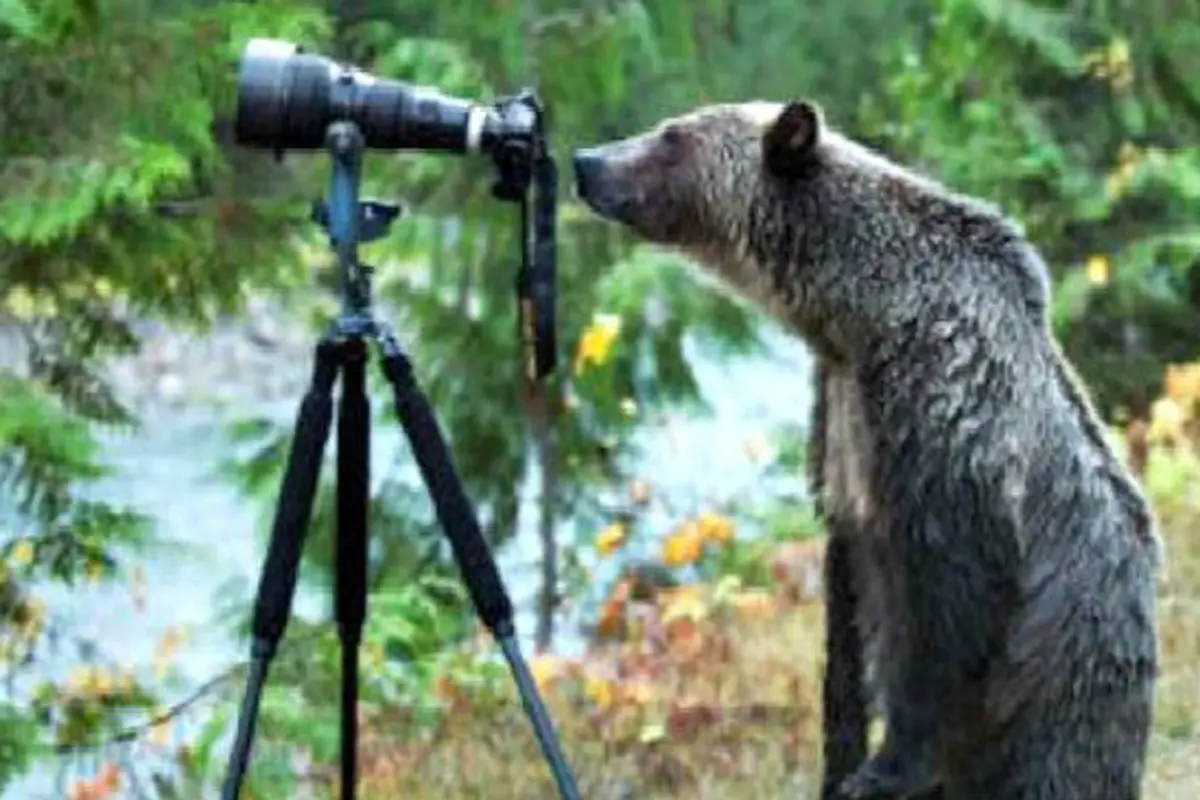 Wow, Beruang Buas Menjadi Fotografer