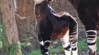 Bayi betina okapi dan induknya memakan daun di dalam kandang Kebun Binatang Los Angeles, Selasa (23/1). Okapi merupakan mamalia Afrika yang kulitnya menyerupai zebra di bagian kaki dan spesies hewan ini juga dekat dengan jerapah. (AP Photo/Richard Vogel)