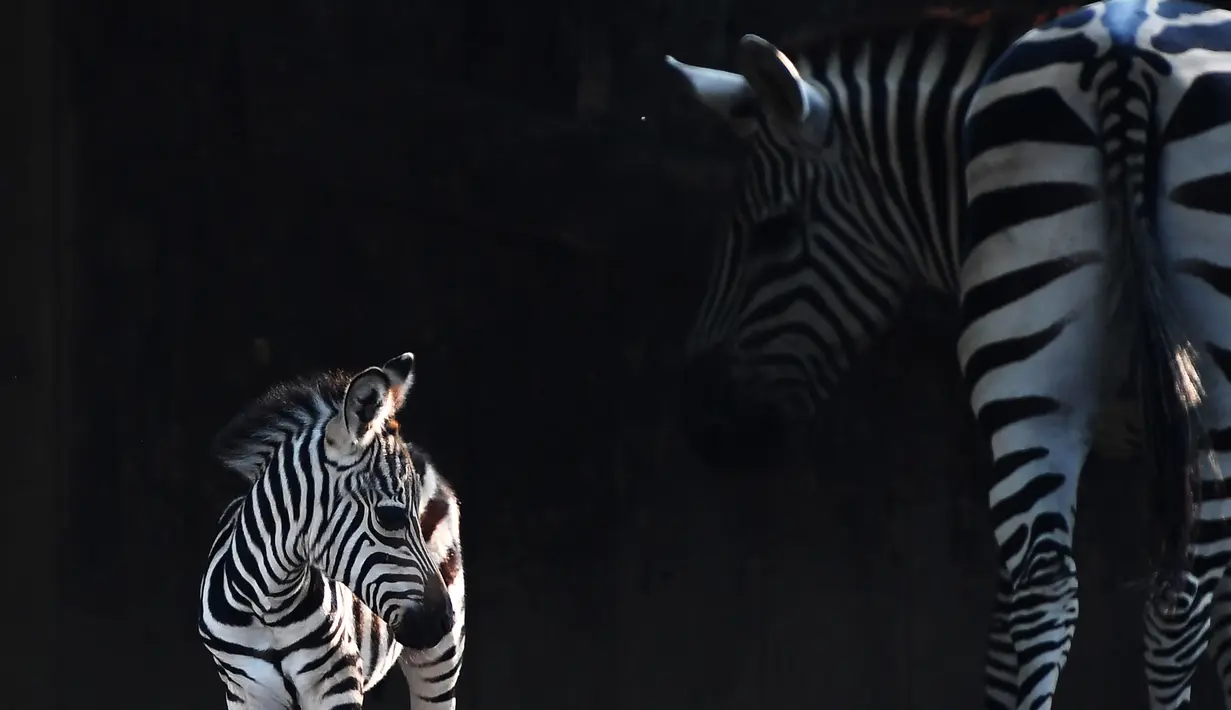 Seekor anak zebra berusia lima hari berdiri di samping induknya setelah dilepas dari dalam kandang di Taman Zoologi Alipore, India (08/11/2016). (AFP PHOTO/Dibyangshu SARKAR)