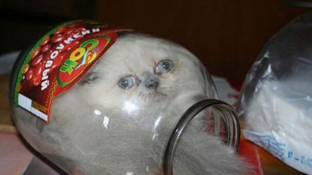 6 Momen Kucing Bikin Kaget Ini Nyeleneh Banget, Bikin Tepuk Jidat