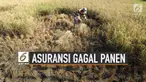 Terdapat Asuransi yang bisa digunakan oleh petani untuk antisipasi gagal panen. Salah satunya bernama program Asuransi Usaha Tani Padi (AUTP).