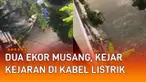 Aksi dua ekor musang berlarian di kabel listrik mengundang perhatian