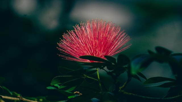 9 Tanaman yang Memiliki Bunga Abadi, Bahkan Tetap Mekar di Musim Panas!