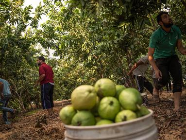 Petani Palestina mengumpulkan jambu biji pada awal musim panen tahunan di Khan Younis, Jalur Gaza Selatan, Rabu (7/9/2022). Berbagai jenis buah dan sayur bisa tumbuh subur di Gaza, salah satunya jambu biji. (AP Photo/Fatima Shbair)