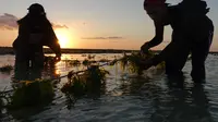 Petani rumput laut di Desa Oelolot tengah menanam bibit tanaman mereka ke tali penggantung. (dok. YKAN)