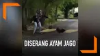 Emak-emak diserang ayam jago di sebuah jalan. Meski terlihat ketakutan, emak-emak ini berhasil menahan serangan ayam jago dengan menggunakan tas miliknya.
