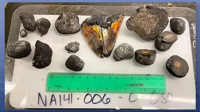 Gigi megalodon