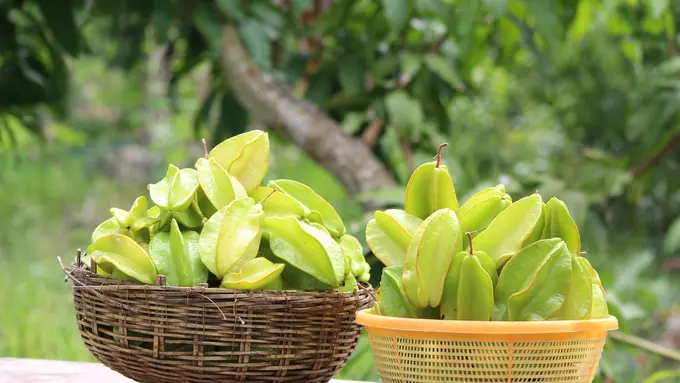 Ilustrasi pohon belimbing