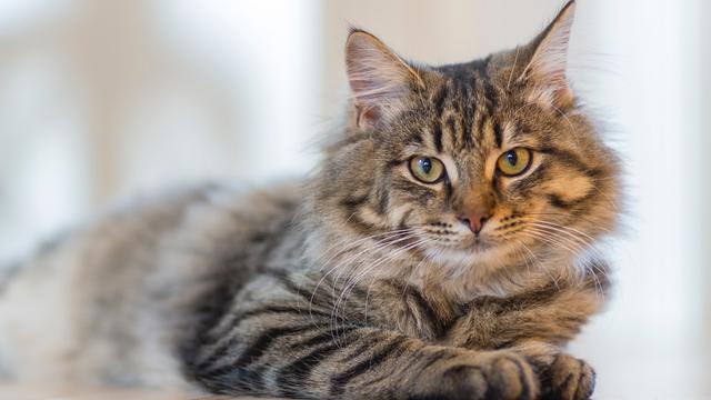 7 Arti Mimpi Kucing Melahirkan, Sering Jadi Lambang Keberuntungan