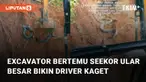 Momen tak terduga dialami oleh seorang driver excavator saat temukan ular besar di galian tanah.