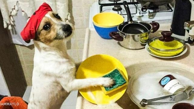 Anjing layaknya manusia (Sumber: Brightside)