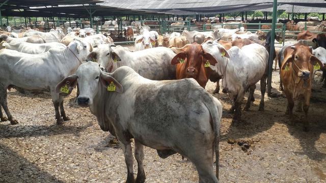 Blitar Kedatangan 2150 Sapi Dari Australia Bisnis