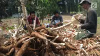 Atasi Gejolak Harga, Kementan Tetapkan Standar Nasional untuk Singkong