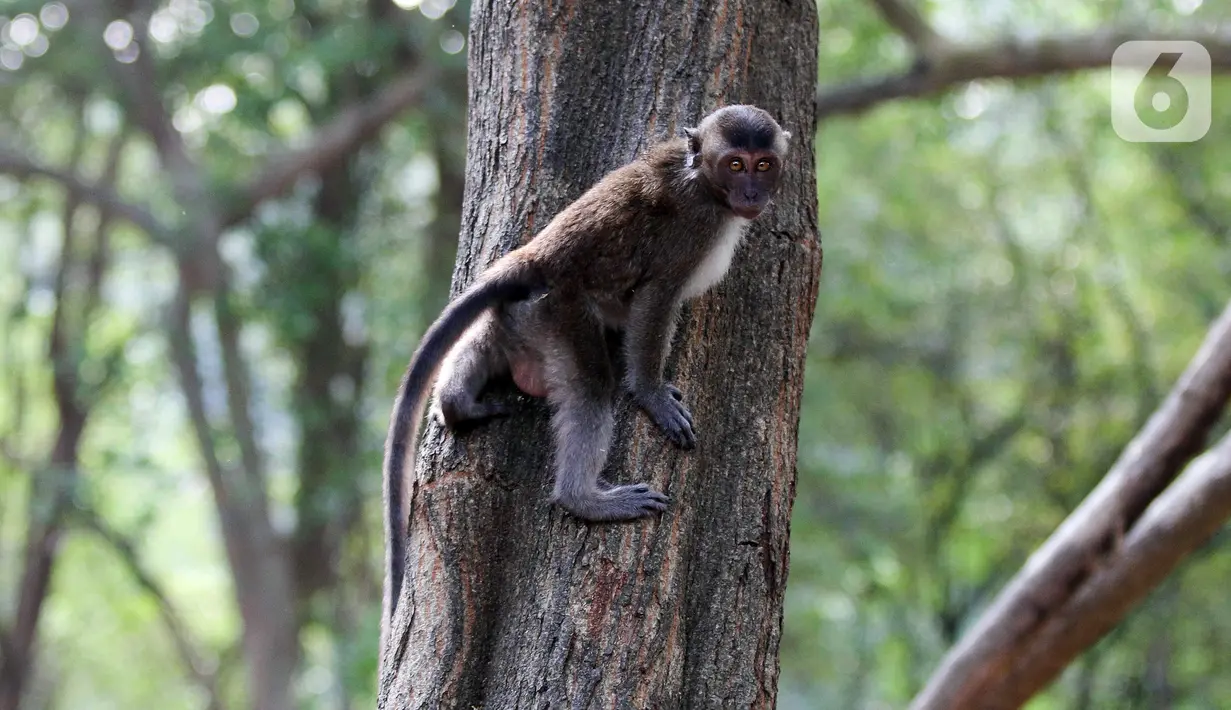 Terdapat 30 monyet ekor panjang yang hidup di Kawasan Ekowisata Mangrove PIK. (Liputan6.com/Herman Zakharia)